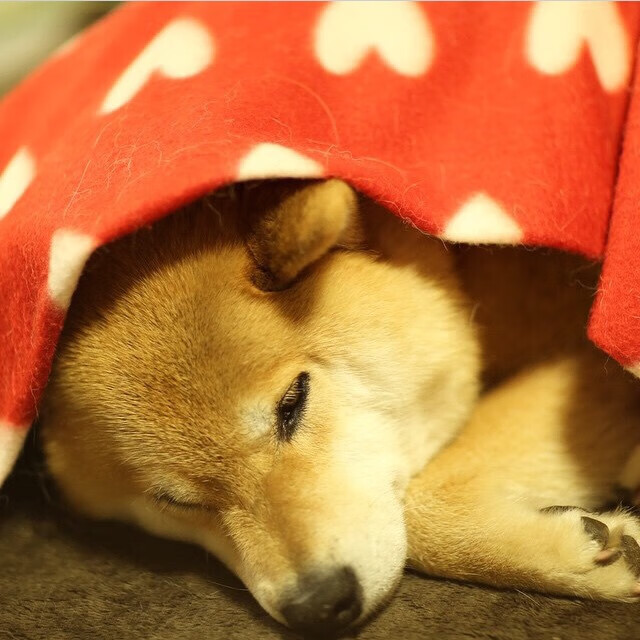 霍勒迪之夜，当紫色王朝在芝加哥降下三分雨