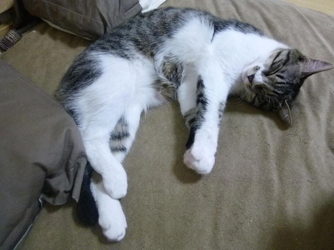 红土王者的硬地涅槃,鲁德如何实现从法网横扫到美网火热的华丽转身