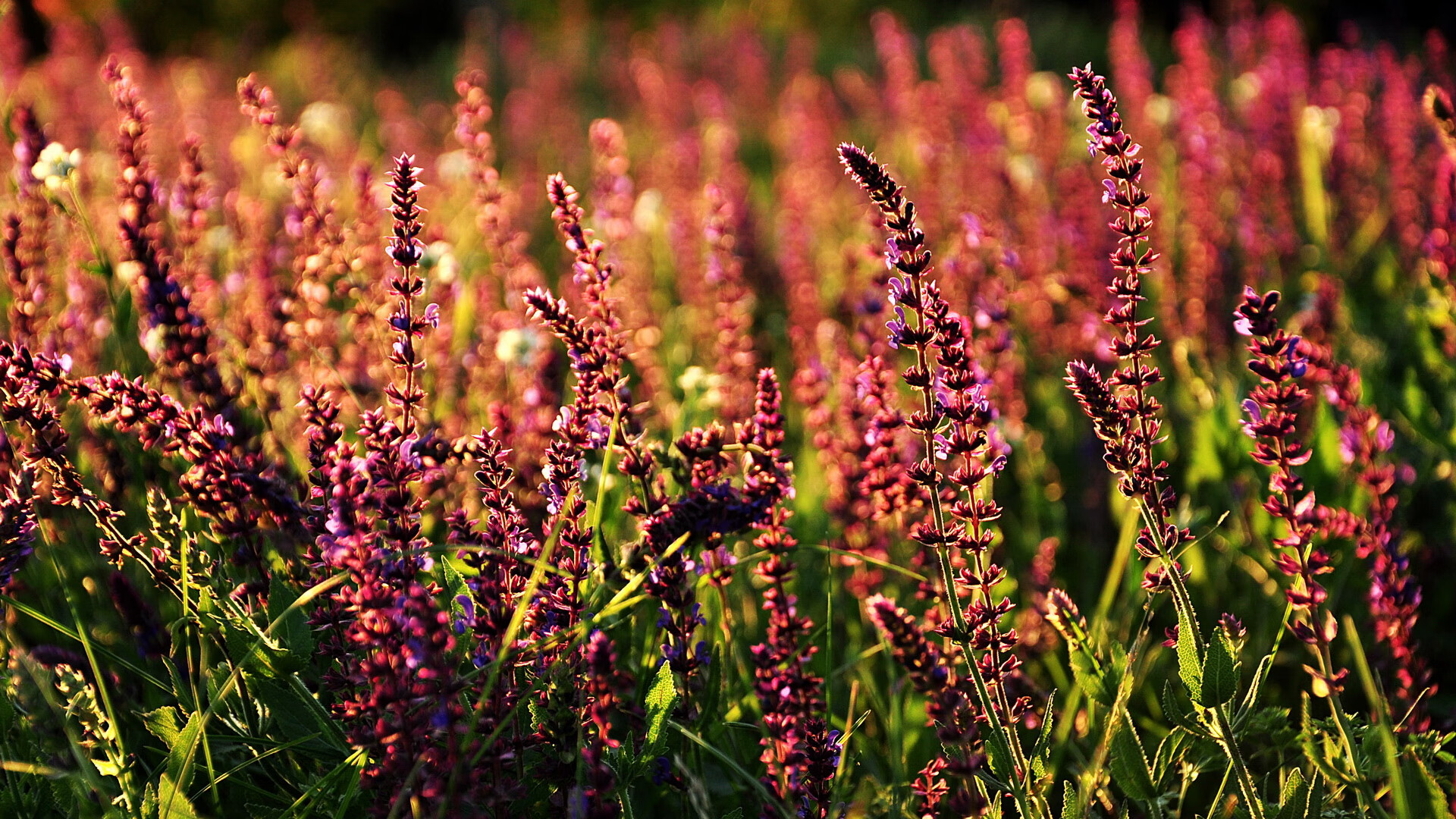 平行时空的暴走，当王皓意外点燃了法兰西之夜