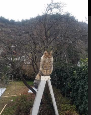 银绿奇迹与橙色风暴,阿斯顿马丁的逆袭与维斯塔潘的统治艺术