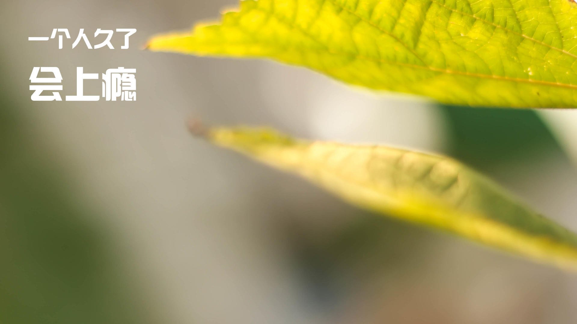 唯一王者！温网传奇横扫联合杯，穆雷以统治级表现定义伟大