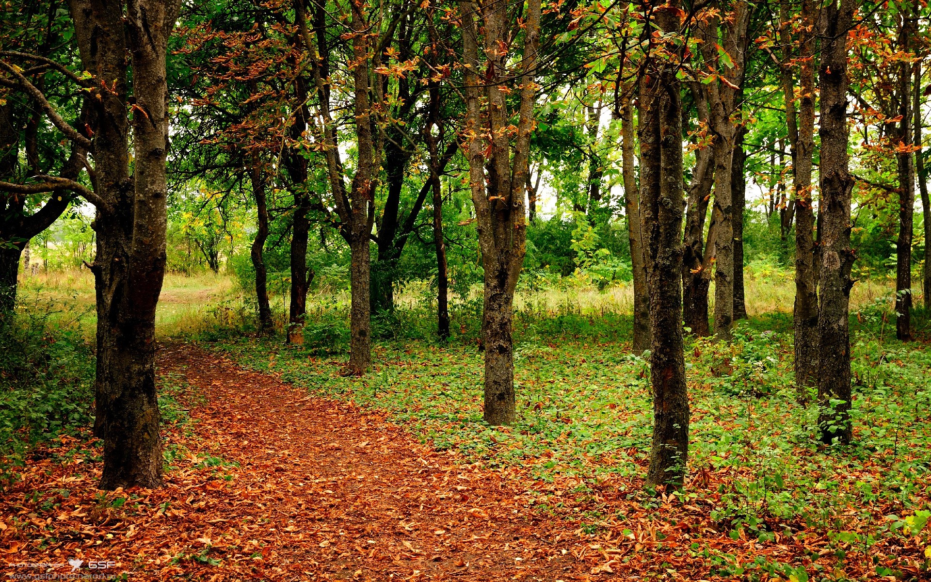 新王当立，皮亚斯特里一役封神，迈凯伦的银刃刺破红牛王朝
