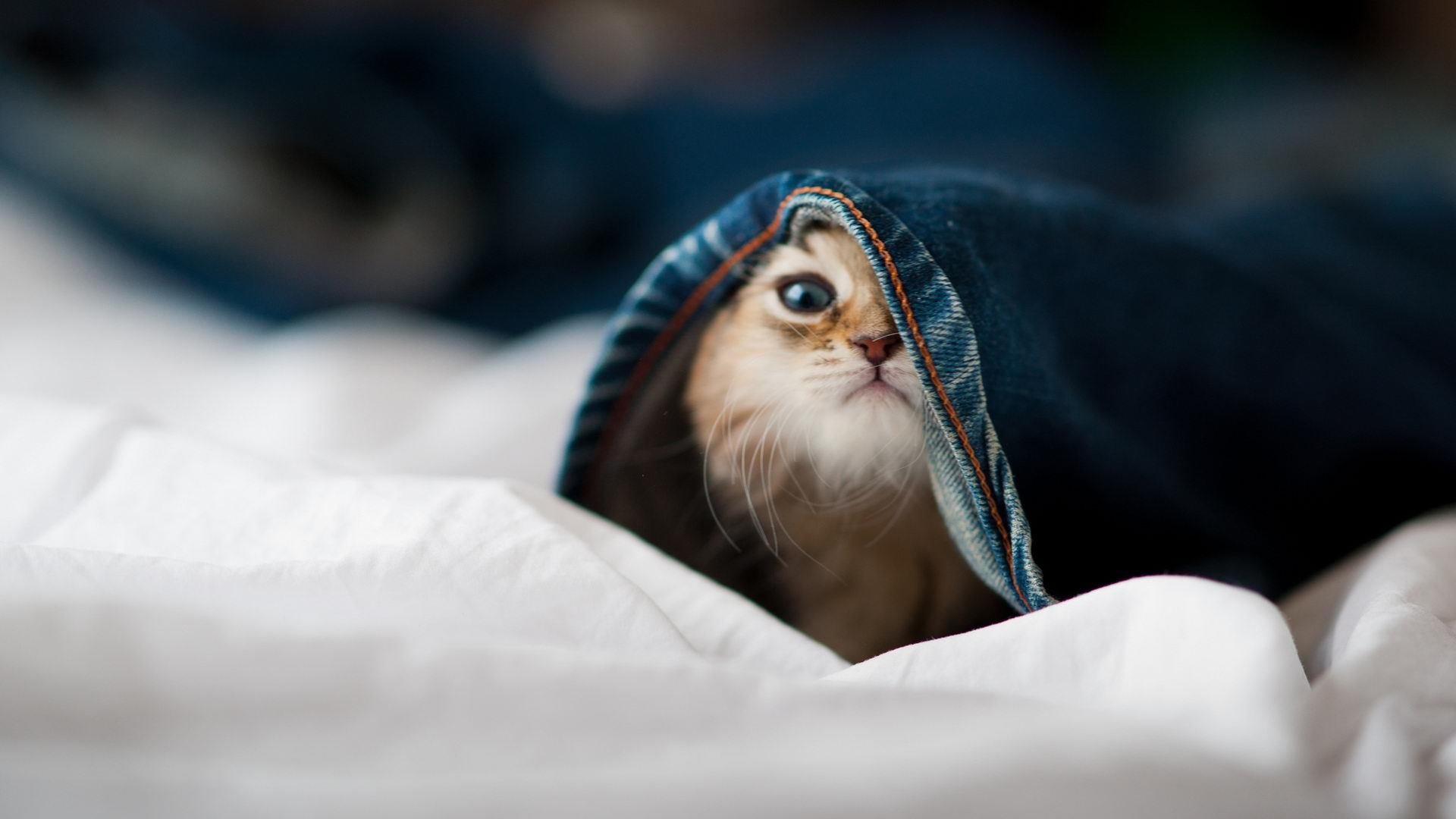 不可复制的夜晚,范弗利特如何在东决第七场接管比赛