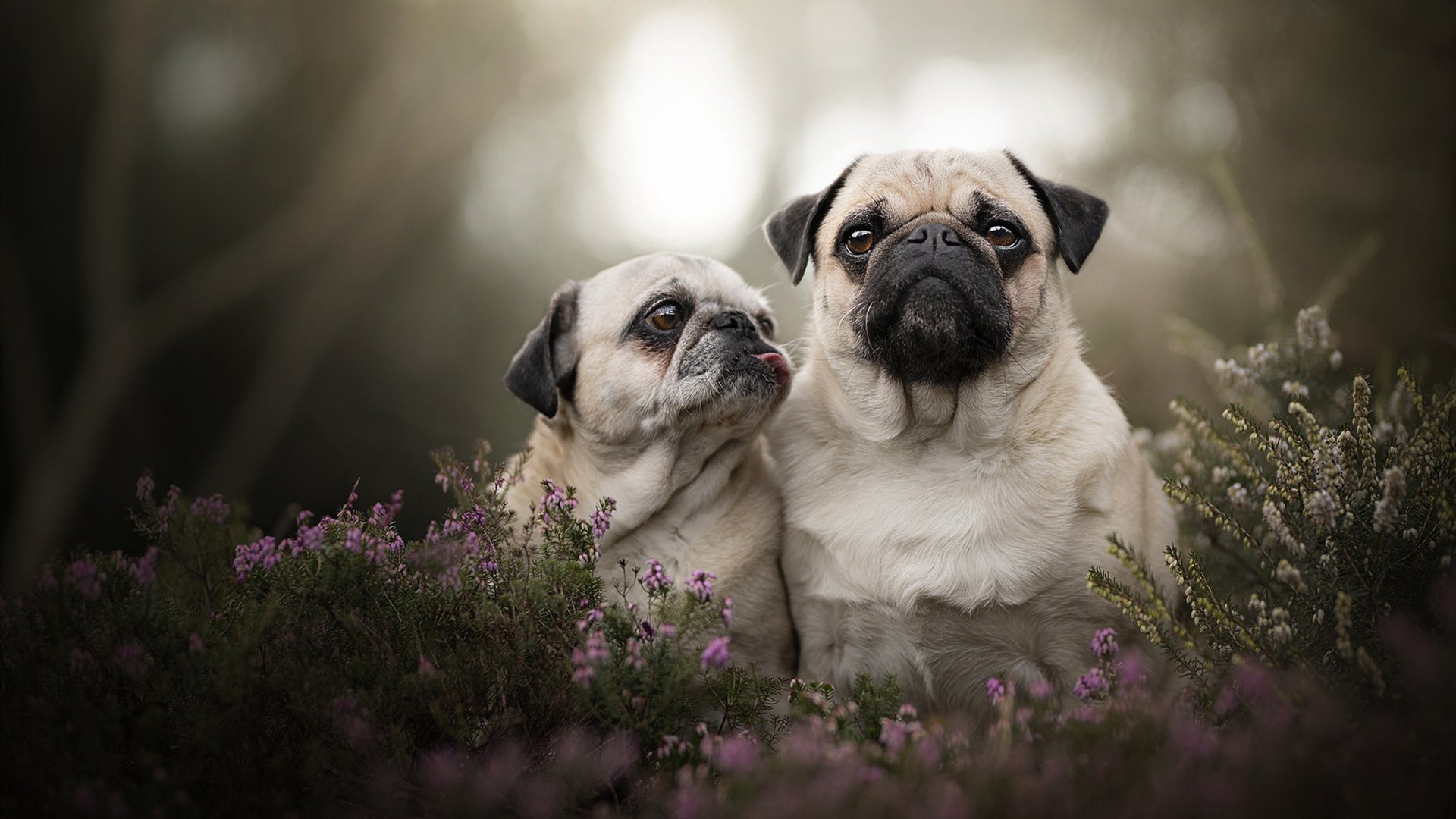 蓝桥铁翼横跨撒哈拉，阿什拉夫一传一射导演切尔西技术殖民塞内加尔
