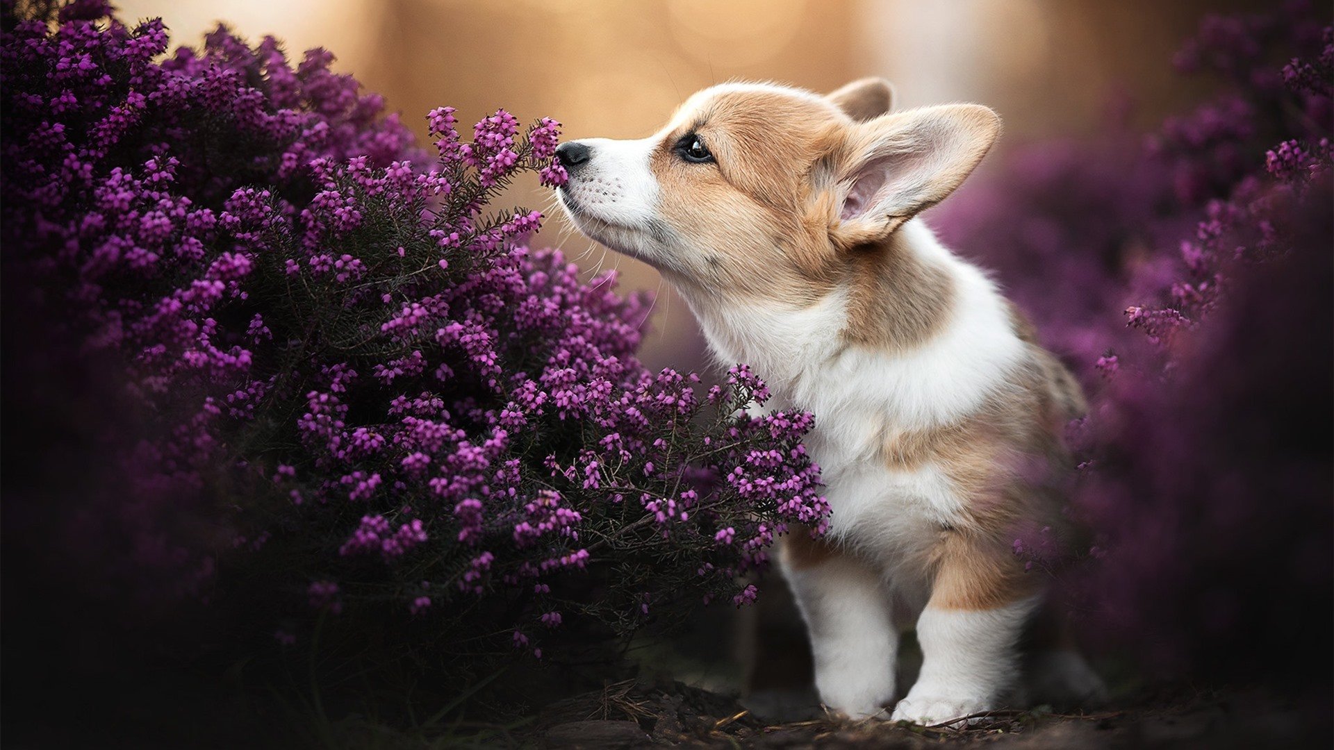 坎特，一夫当关，万夫莫开 威尔士与委内瑞拉的战术博弈中，他定义了何为定海神针