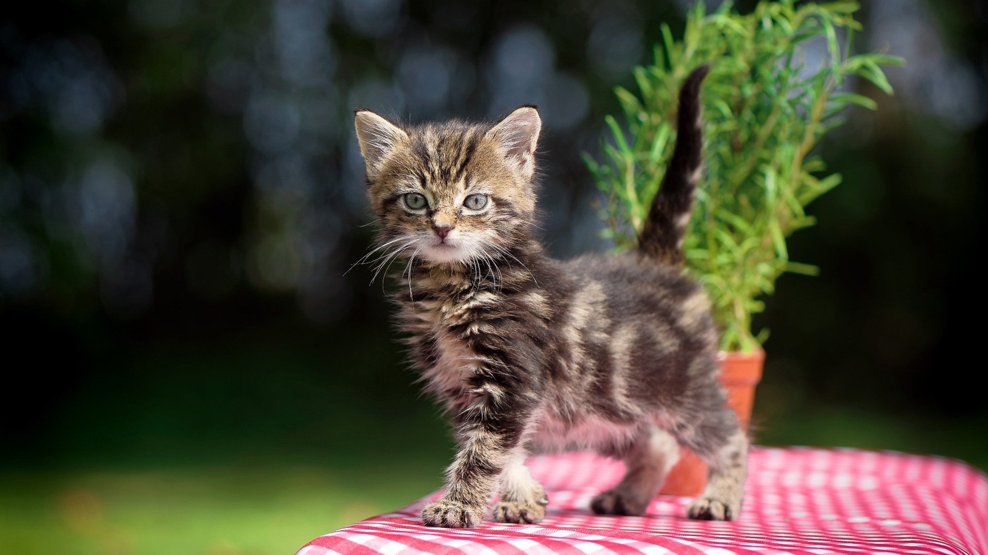 绿茵对决与篮下风暴，战术纪律如何定义巅峰对决