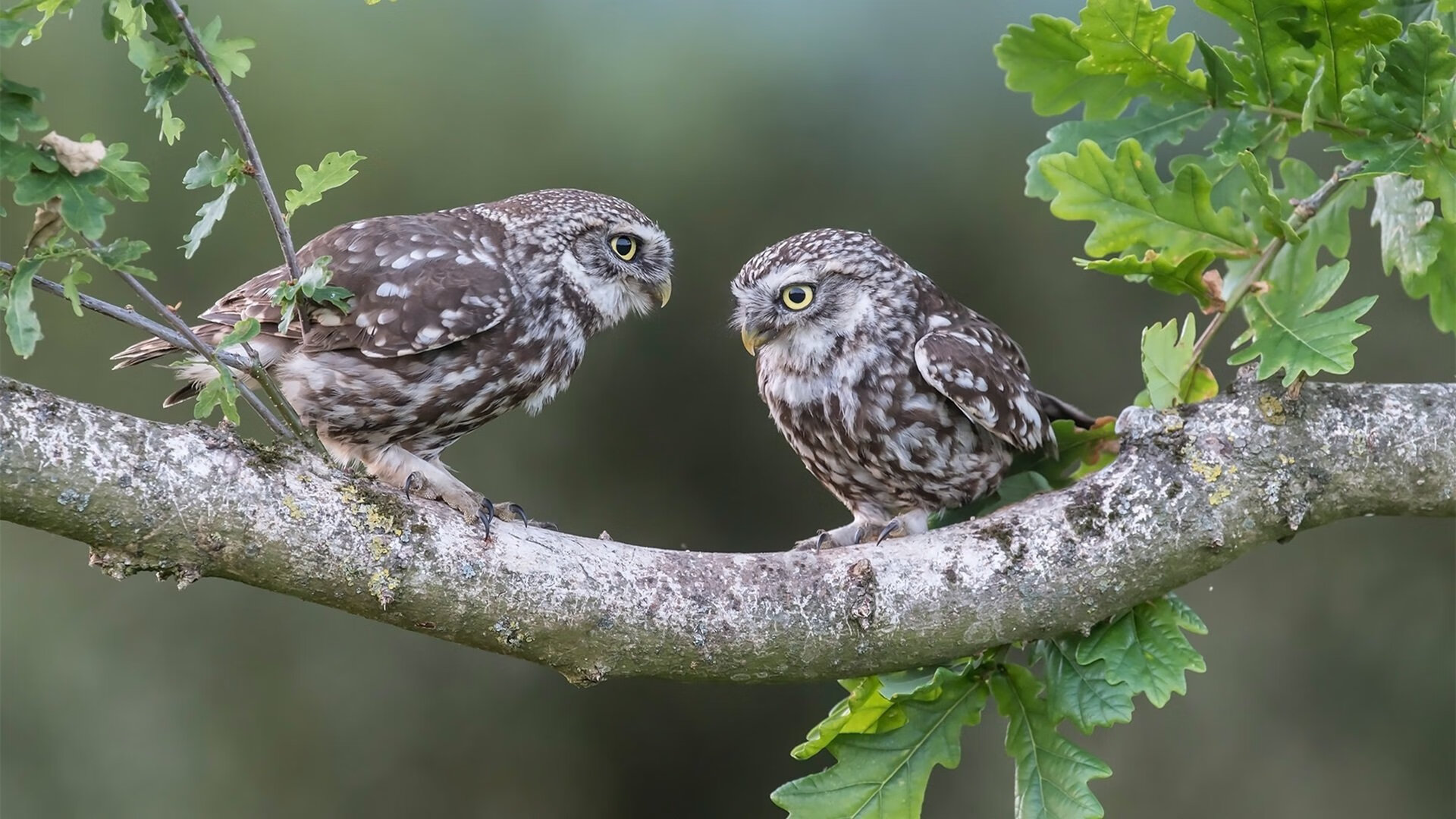 从重压到碾压，金玟哉的救赎之夜如何让摩纳哥击碎丹麦童话