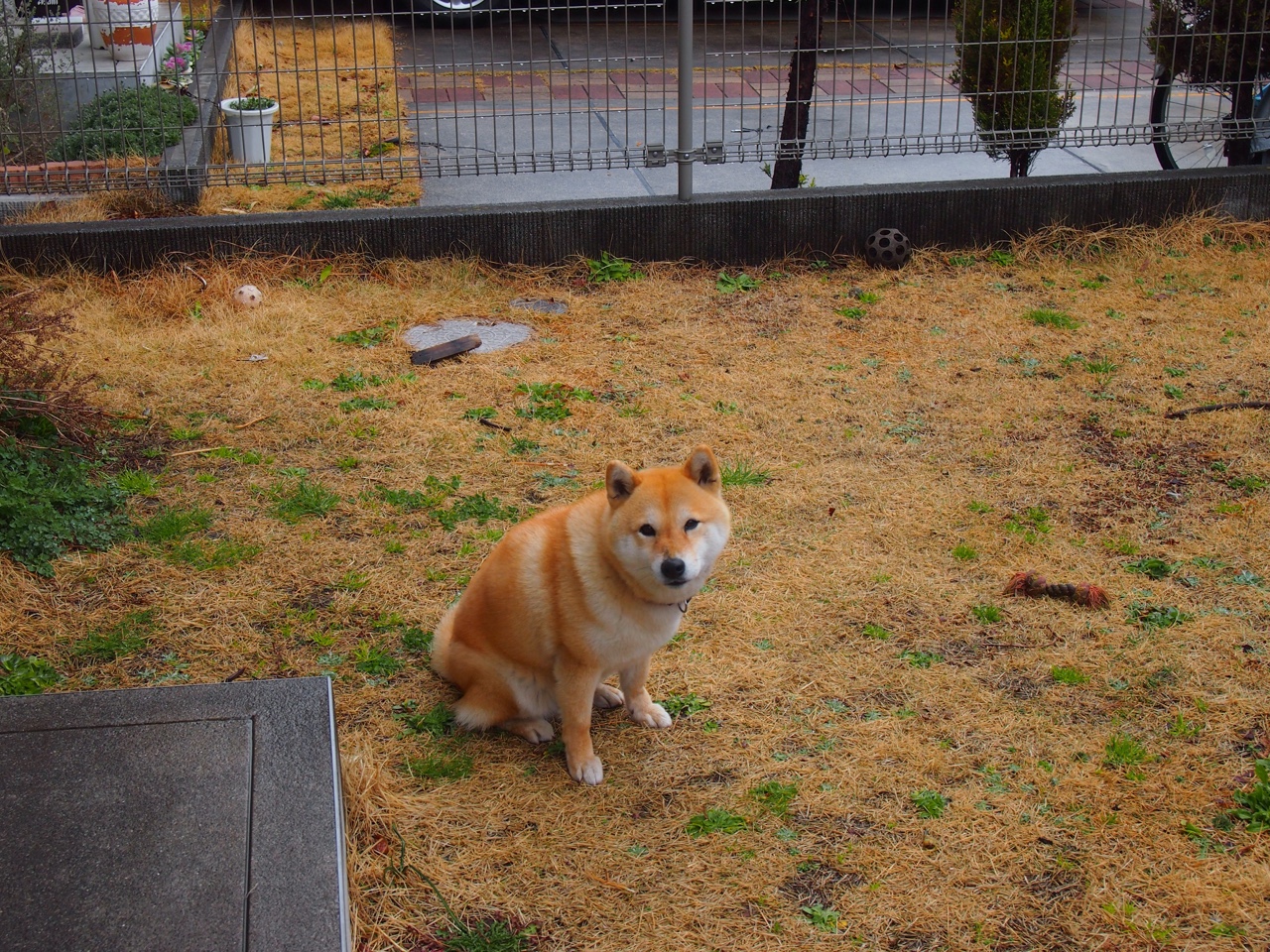 历史首次，爱尔兰篮球队正面击溃马赛—当NBA总决赛遭遇文化解构狂想