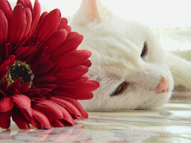 冠军DNA觉醒！欧文末节19分打崩黄蜂，快船三巨头亮出争冠獠牙