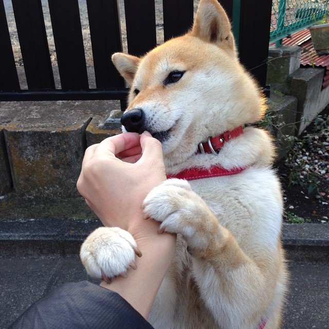 当冰冷碾压邂逅沸腾意志，灰熊加时决胜局碾碎绿军，拉梅洛40+高能输出点燃夏夜