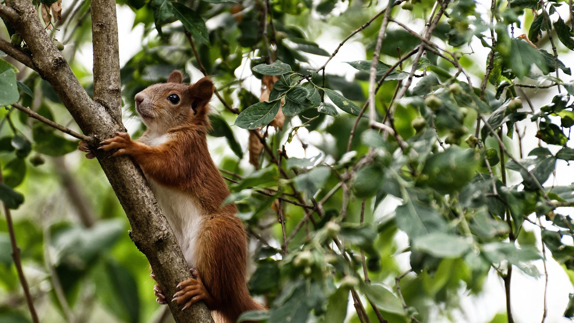 从撕裂之城到世界之巅，当贝恩的双重征服定义篮球唯一性