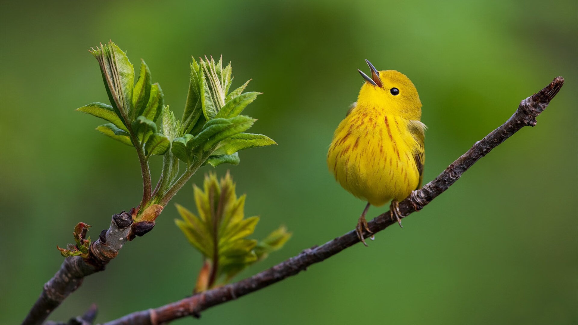 红色奇迹！深圳末节窒息防守导演逆转，马德里绝境翻盘国王创欧冠历史